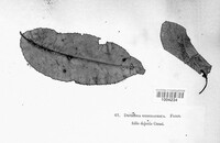 Image of Asteroma geographicum